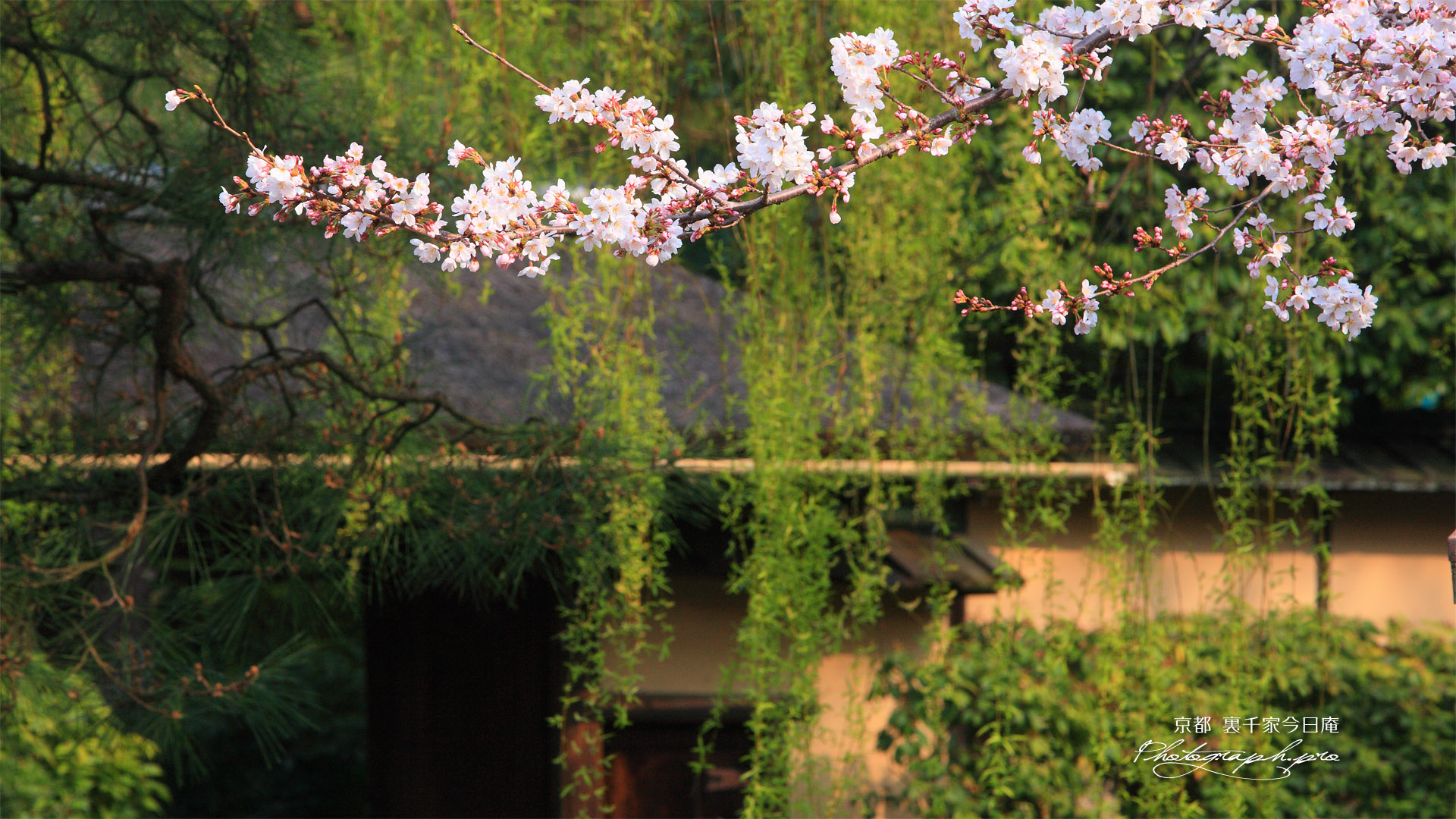 裏千家今日庵 桜と表門