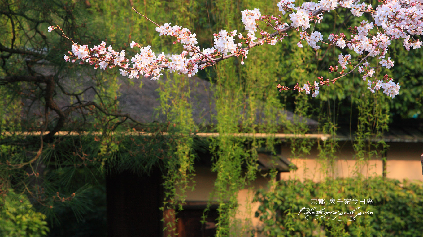 裏千家今日庵 桜と表門 壁紙