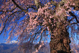 朝の葛窪しだれ桜