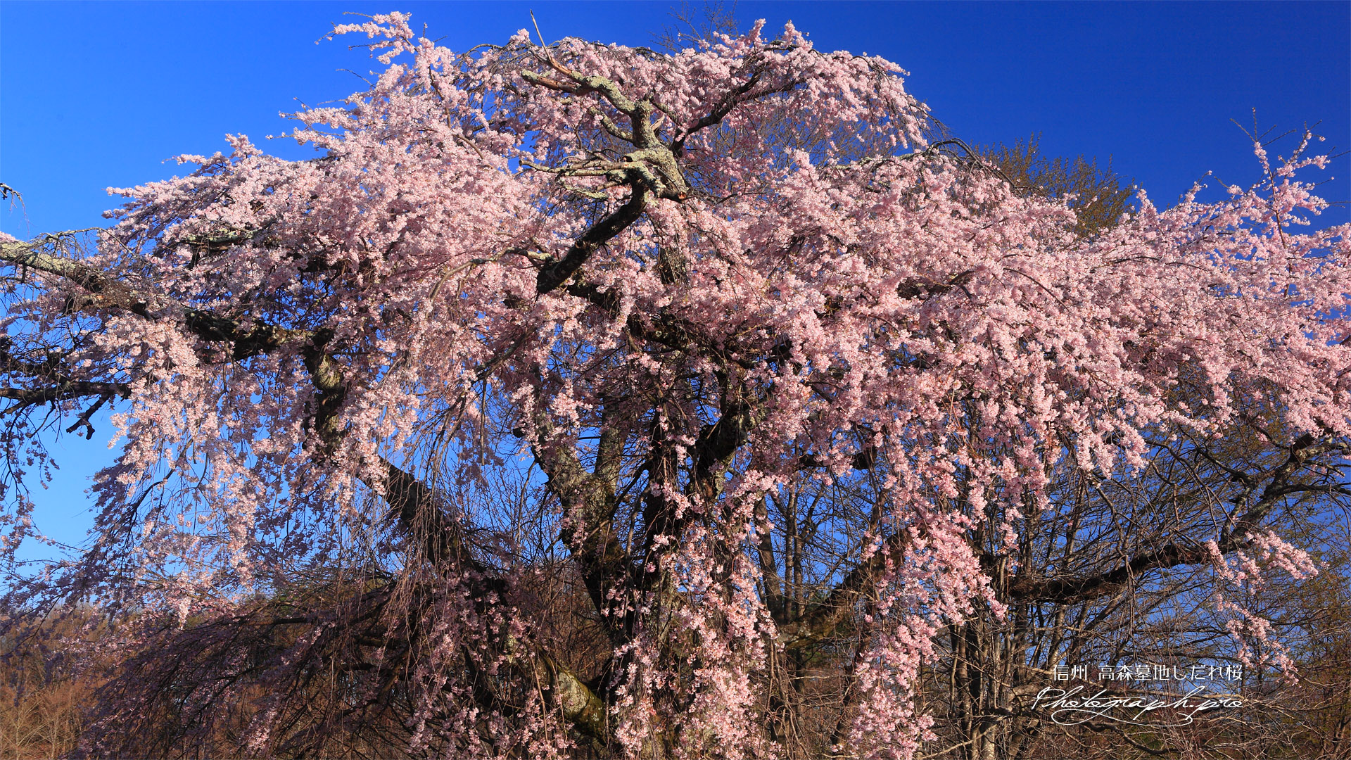 高森墓地しだれ桜