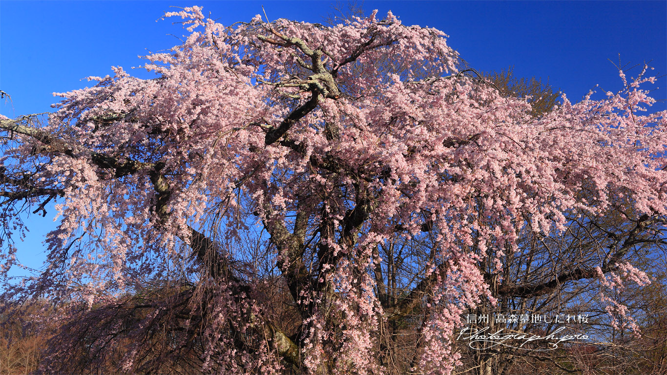 高森墓地しだれ桜 壁紙