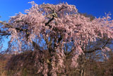 高森墓地しだれ桜