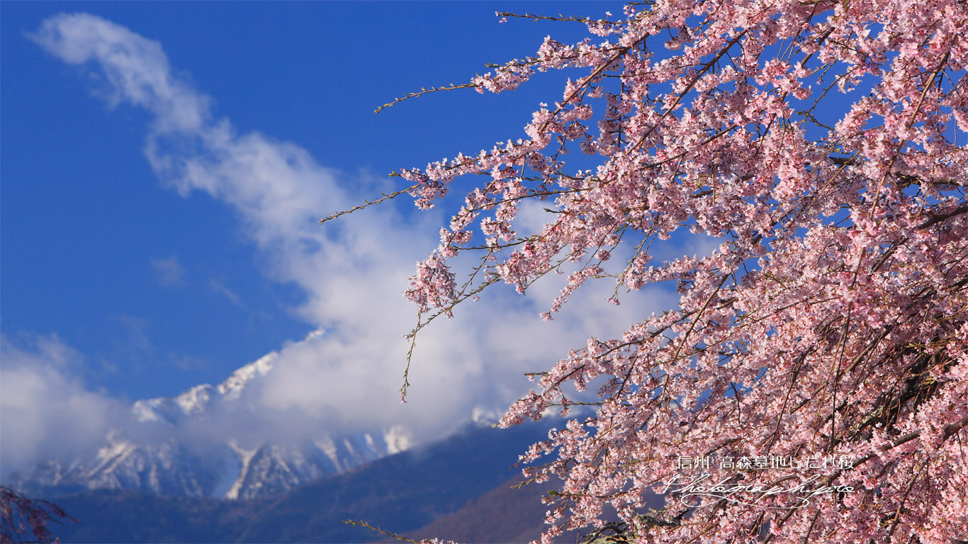 高森墓地しだれ桜と甲斐駒ケ岳 壁紙