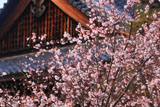 妙蓮寺