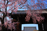 妙覚寺