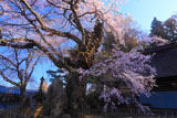 高森観音堂しだれ桜と石塔
