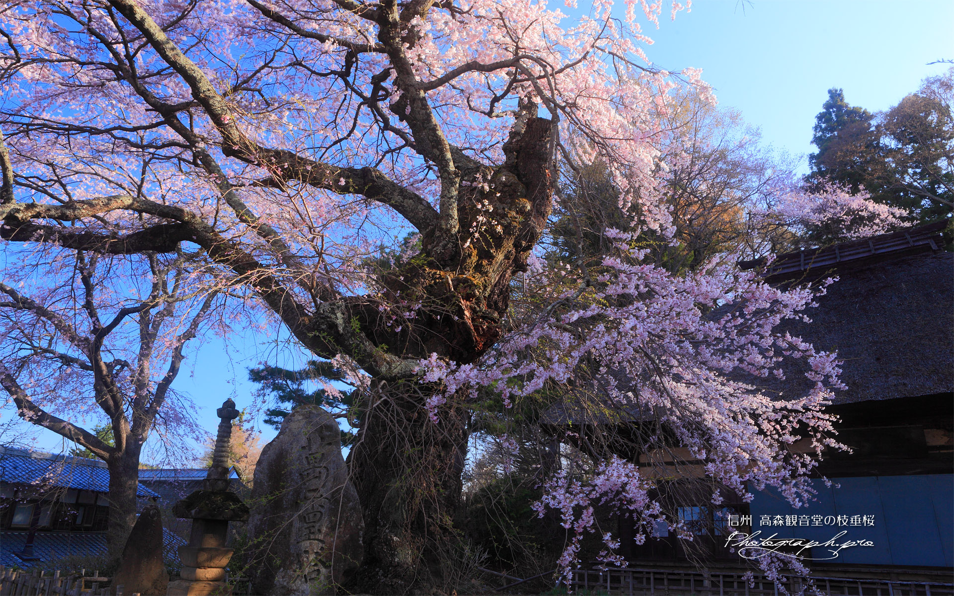 高森観音堂しだれ桜と石塔