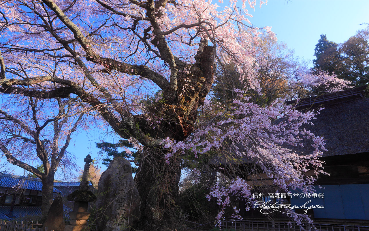 高森観音堂しだれ桜と石塔 壁紙