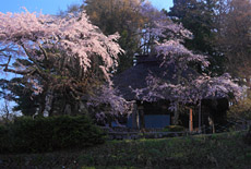 高森観音堂の枝垂桜