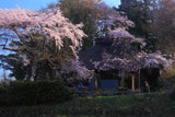 高森観音堂の枝垂桜