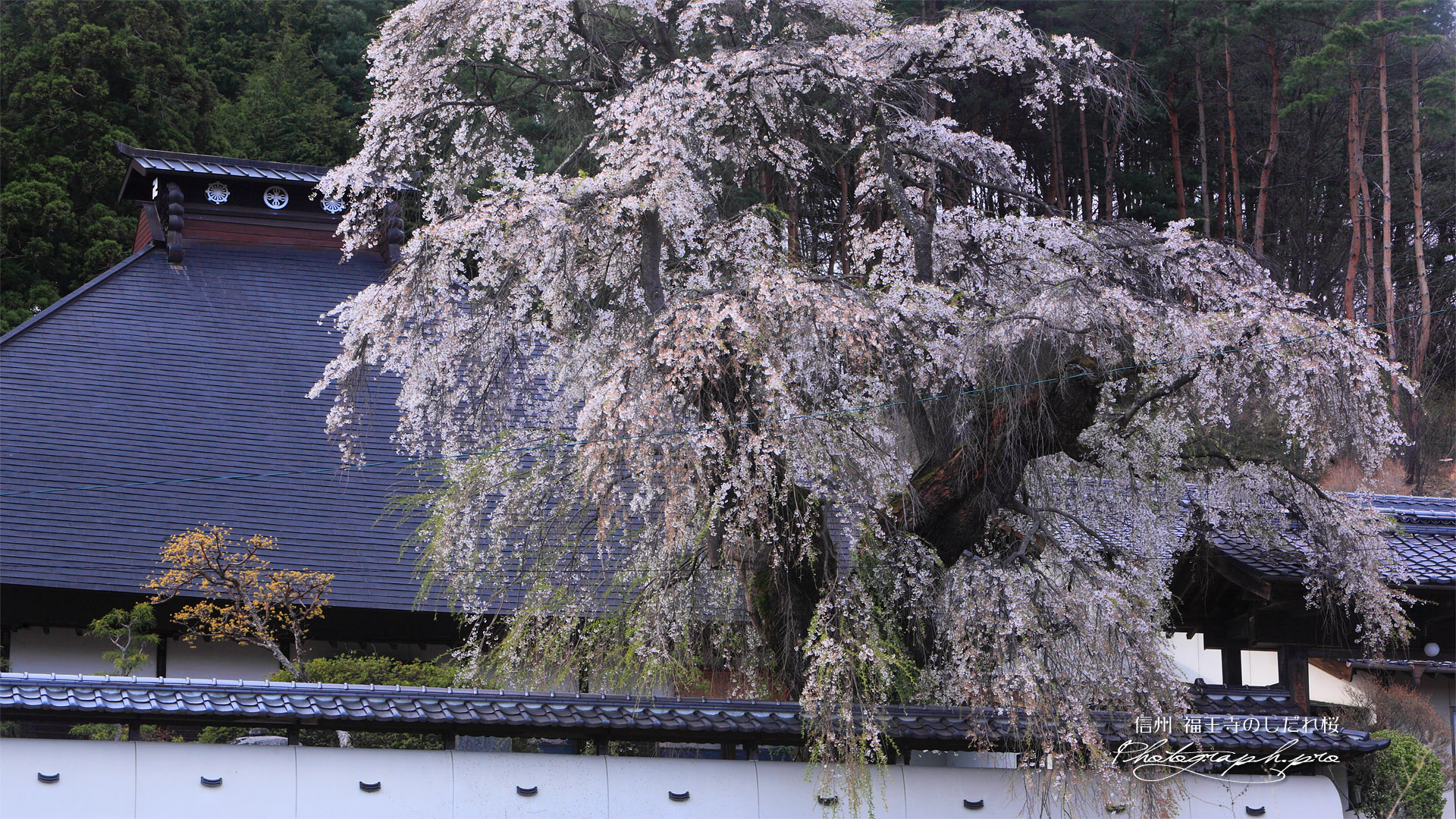 福王寺の枝垂れ桜と本堂