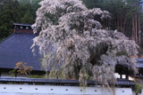 福王寺の枝垂れ桜と本堂