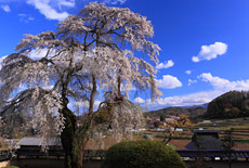 福王寺のしだれ桜
