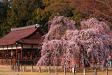 上賀茂神社 御所桜と御所舎