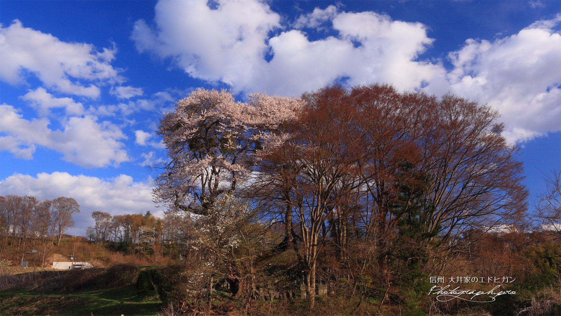 大井家の江戸彼岸桜