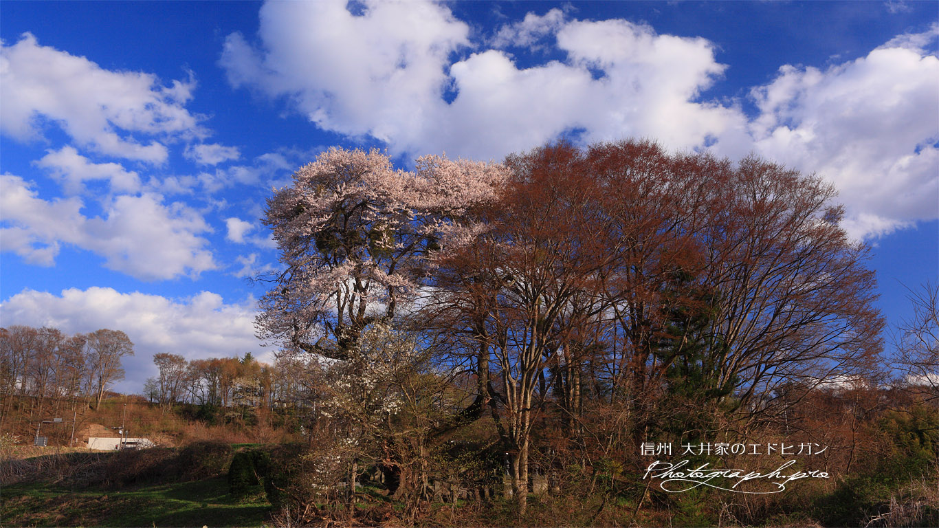 大井家の江戸彼岸桜 壁紙