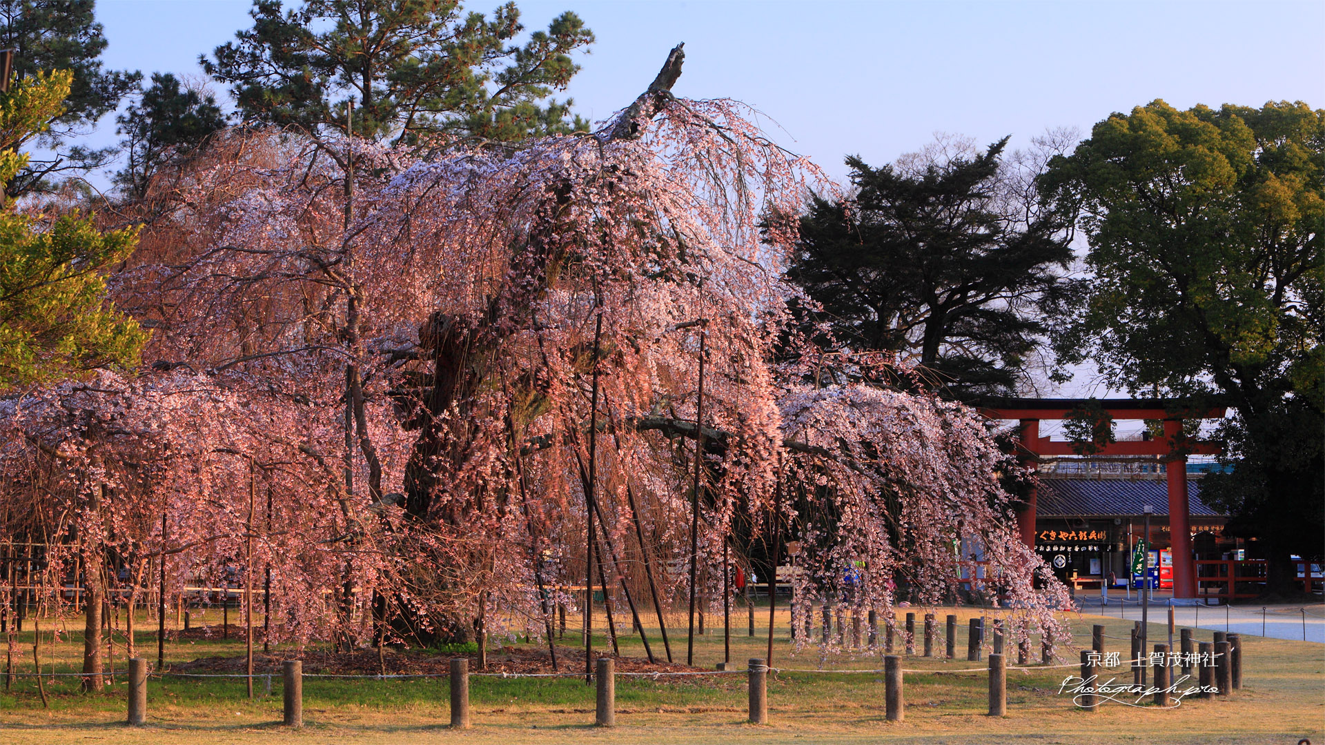 上賀茂神社 御所桜と一ノ鳥居