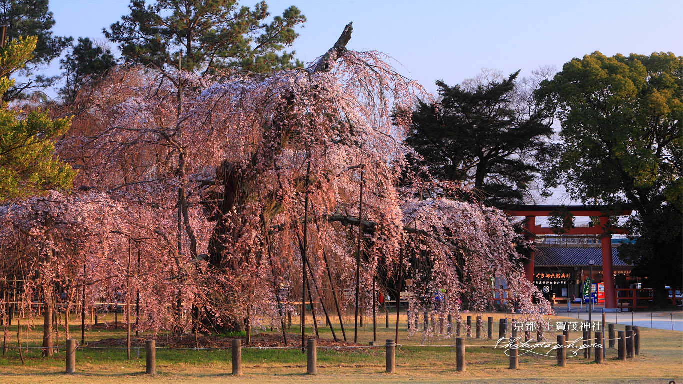 上賀茂神社 御所桜と一ノ鳥居 壁紙