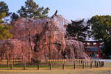 上賀茂神社 御所桜と一ノ鳥居