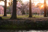上賀茂神社 ならの小川と御所桜