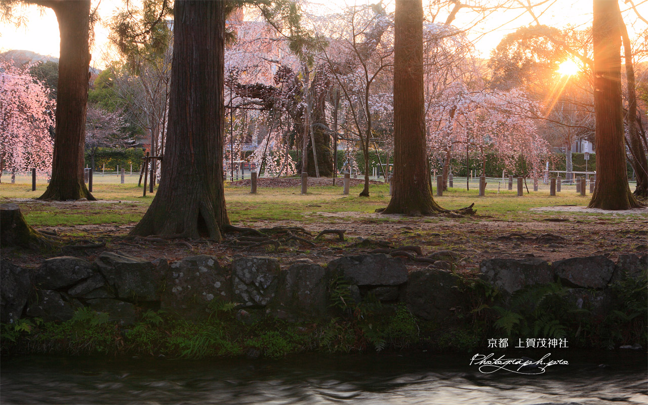 上賀茂神社 ならの小川と御所桜 壁紙