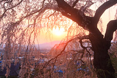 関所破りの桜