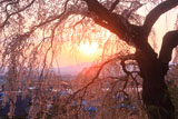 佐久地域の桜