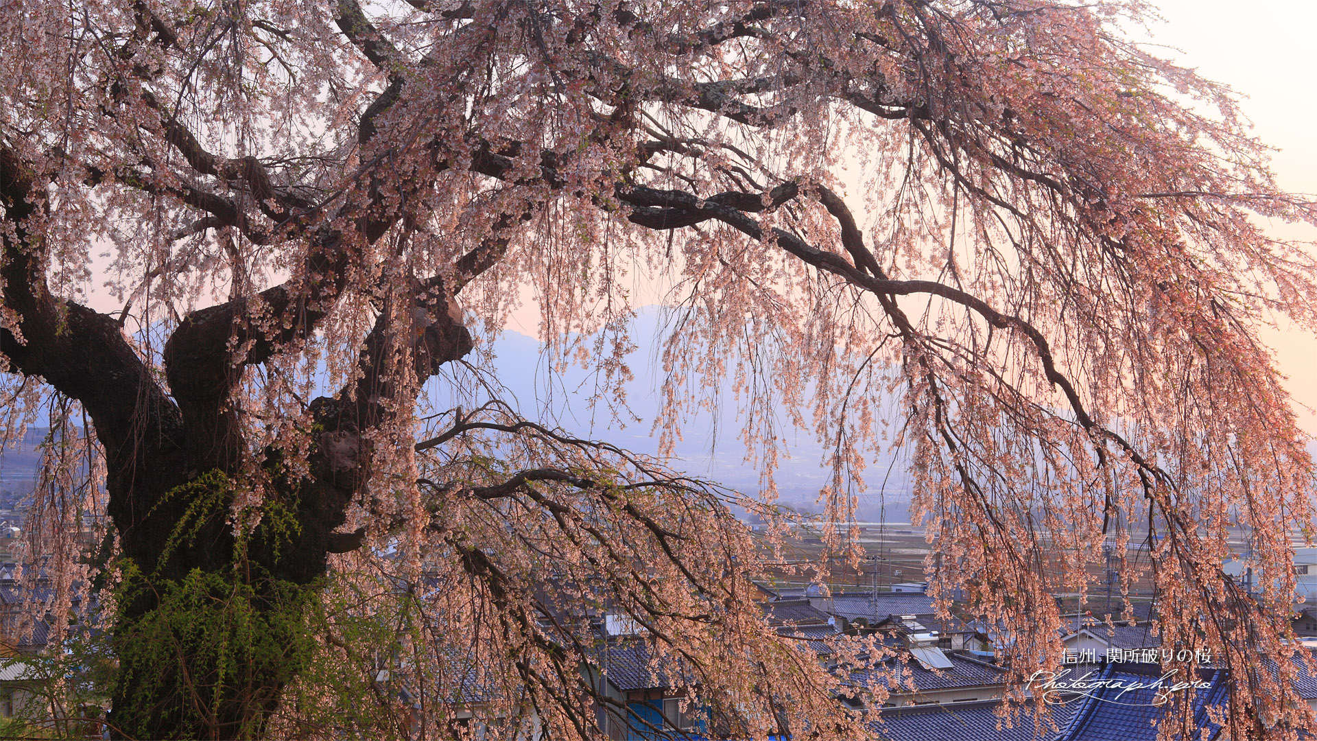 関所破りの桜と浅間山