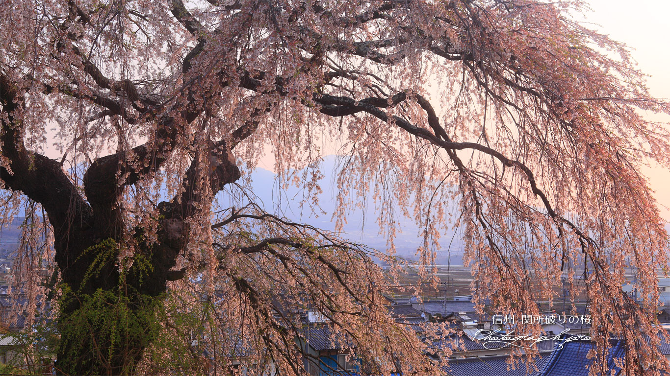 関所破りの桜と浅間山 壁紙