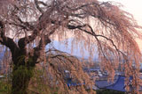 関所破りの桜と浅間山