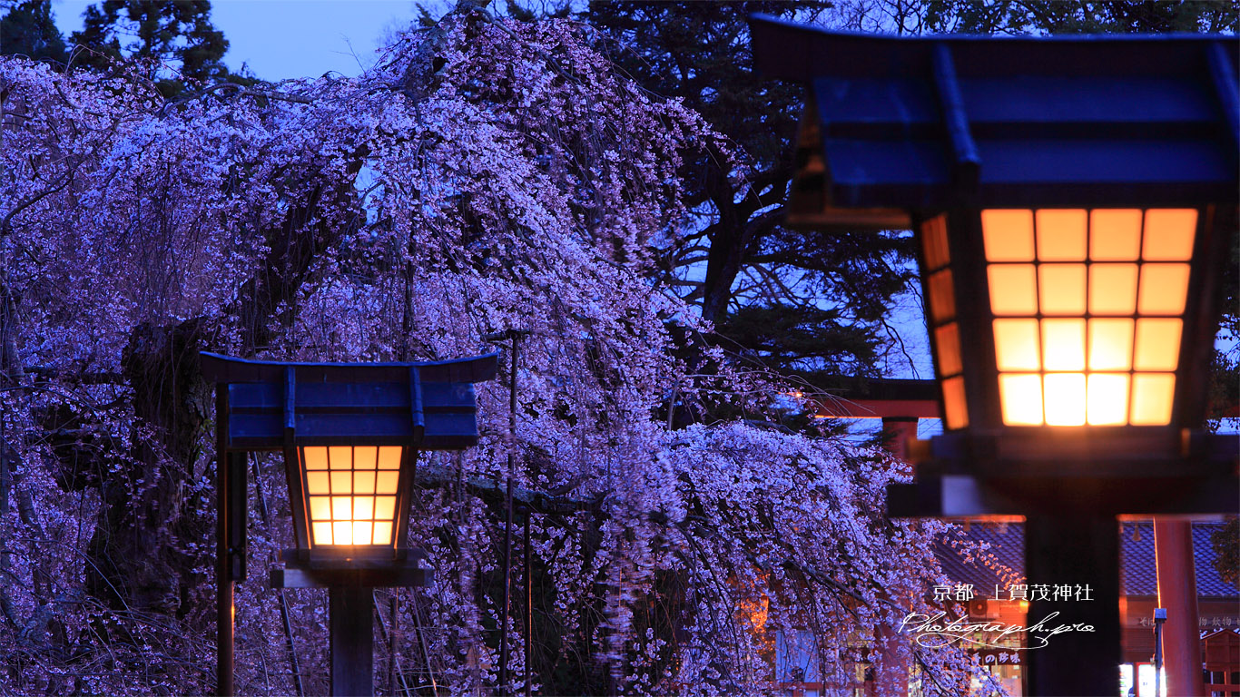 上賀茂神社 燈籠と御所桜 壁紙