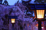 上賀茂神社 燈籠と御所桜