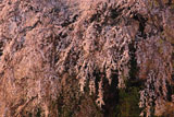 朝の関所破りの桜