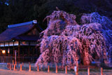 上賀茂神社 宵の御所桜