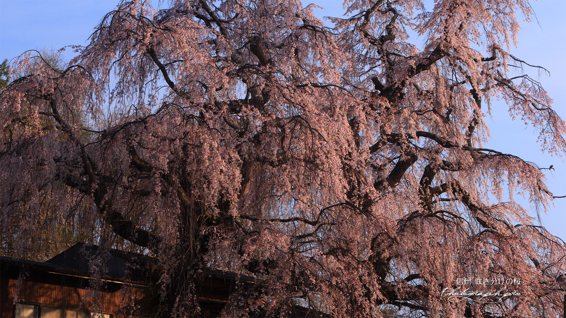 咲き分けの桜