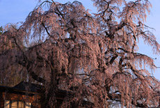 咲き分けの桜