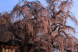 咲き分けの桜