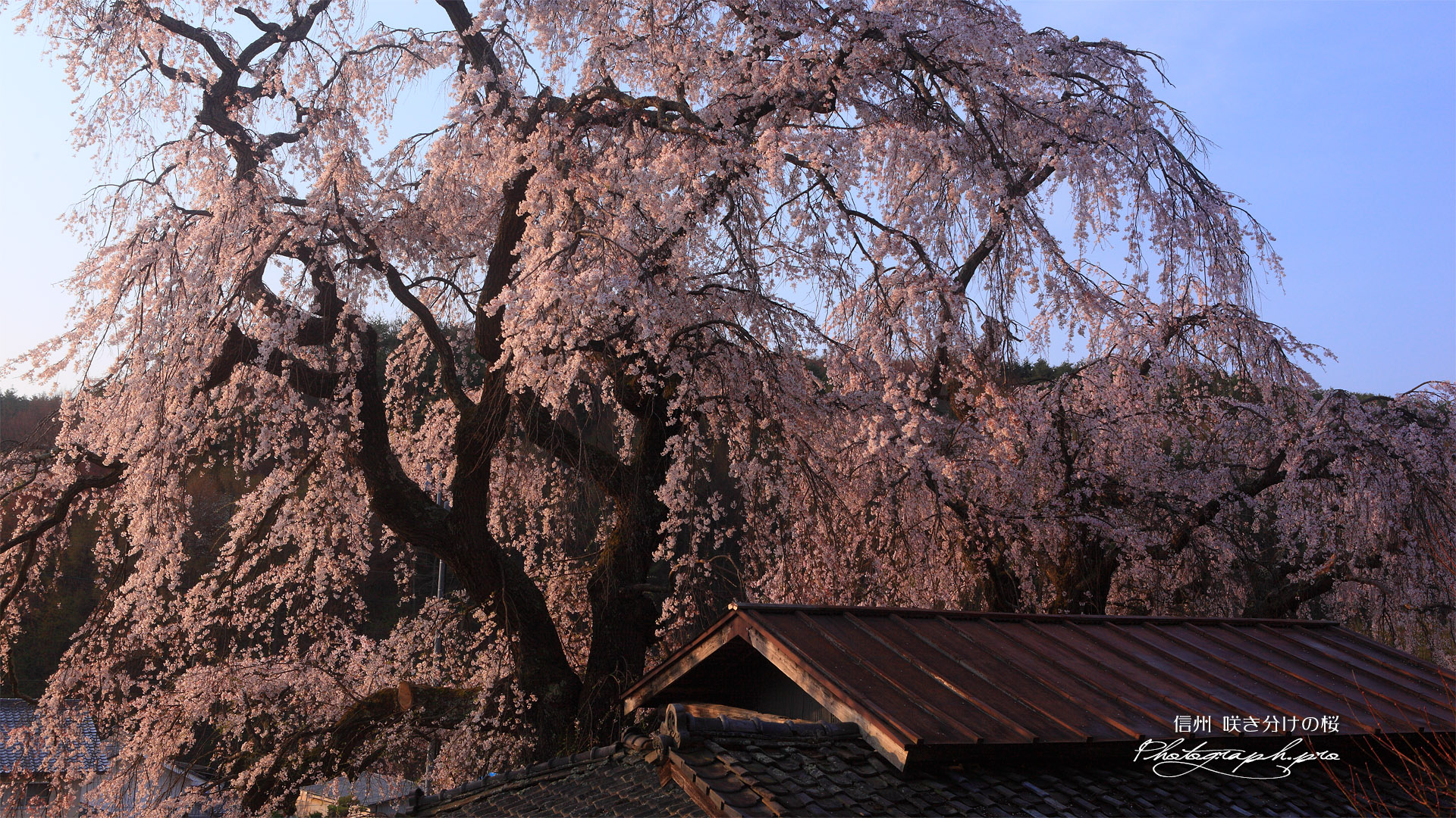五本木の咲き分け桜