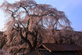 五本木の咲き分け桜