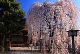千本釈迦堂 阿亀桜と本堂