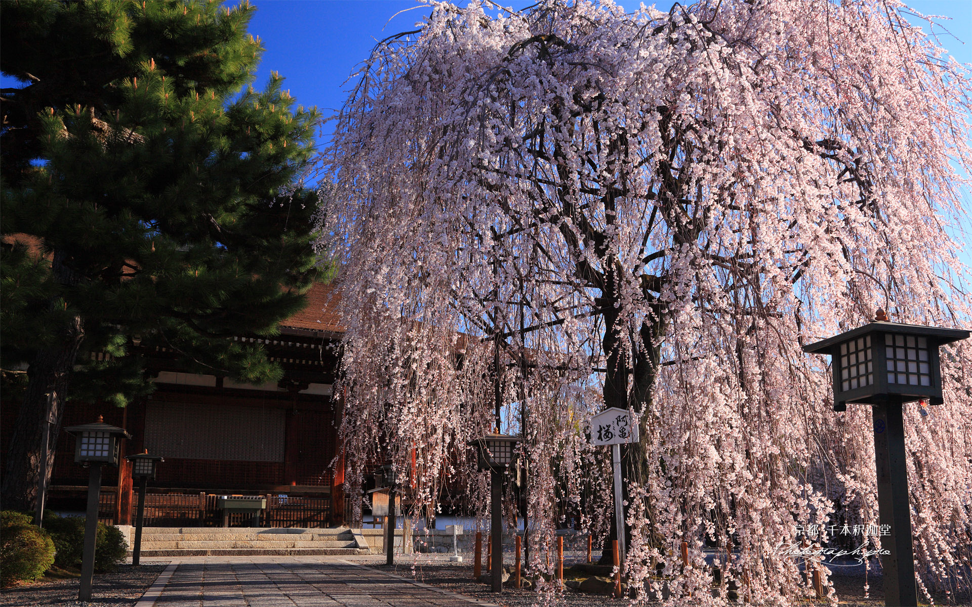 千本釈迦堂 阿亀桜と本堂