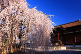 千本釈迦堂 おかめ桜と本堂