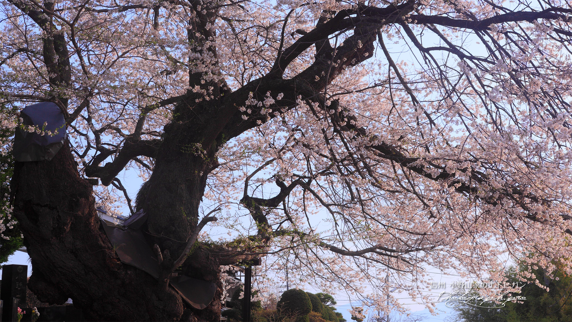 小野山桜