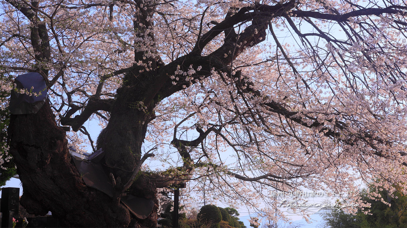 小野山桜 壁紙