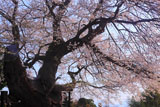 小野山桜