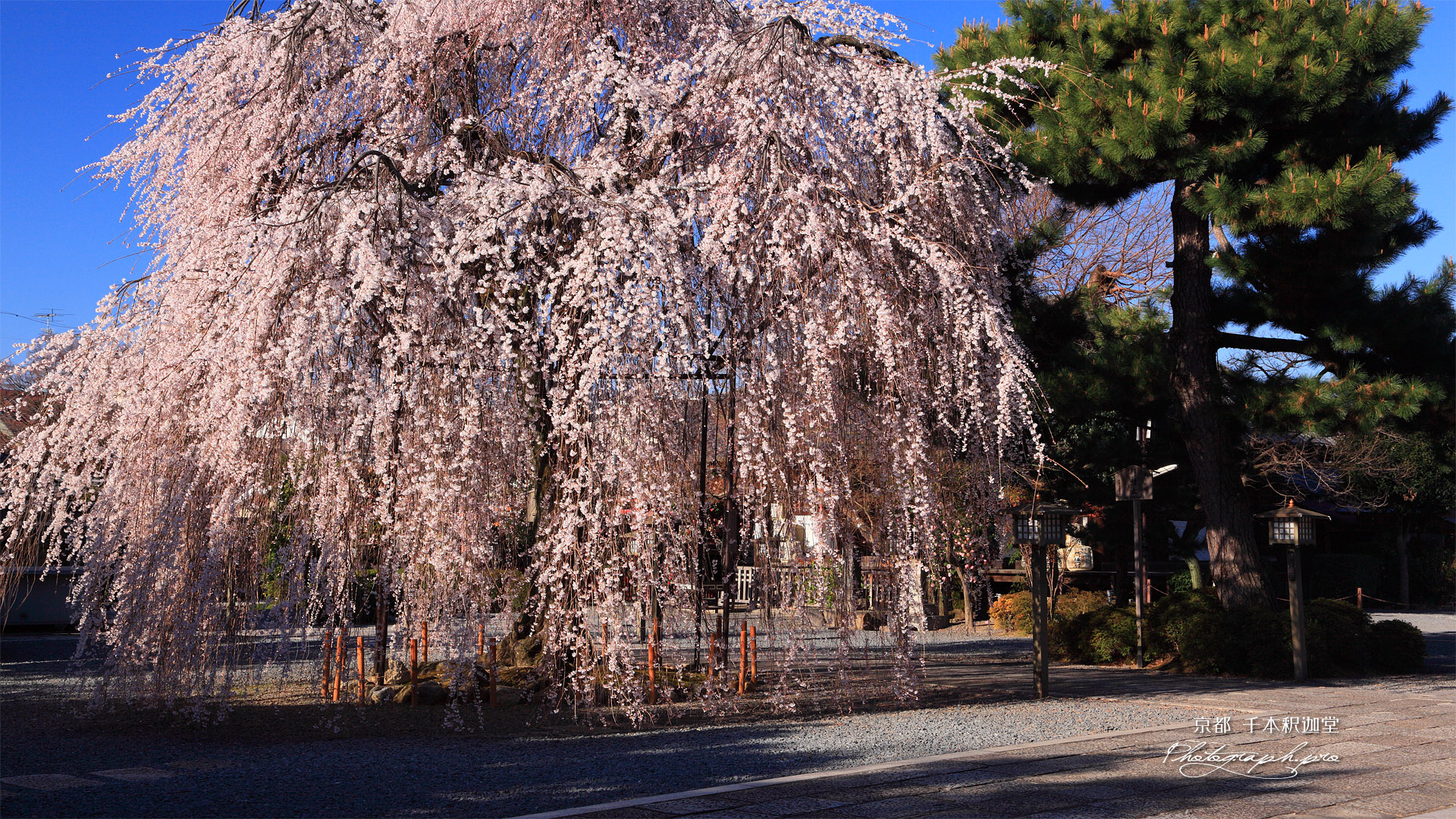 千本釈迦堂 お亀桜