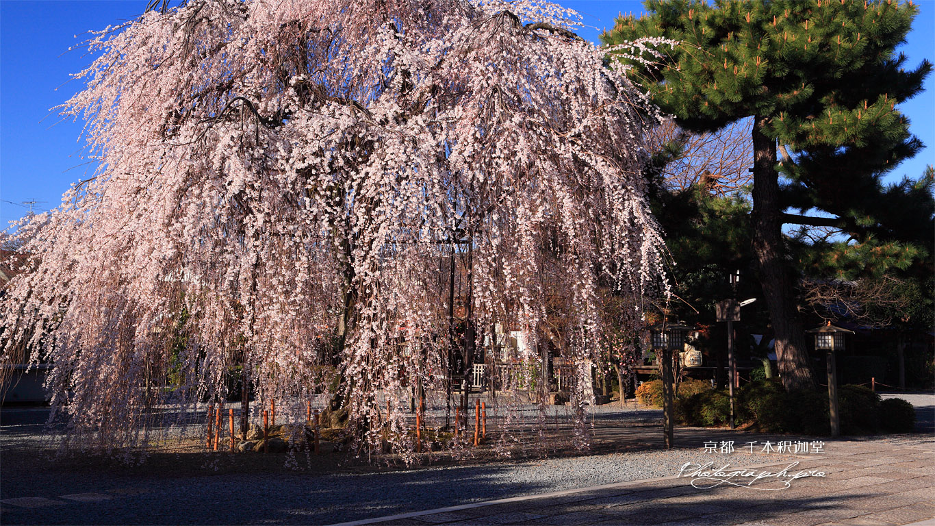 千本釈迦堂 お亀桜 壁紙