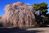 千本釈迦堂 お亀桜