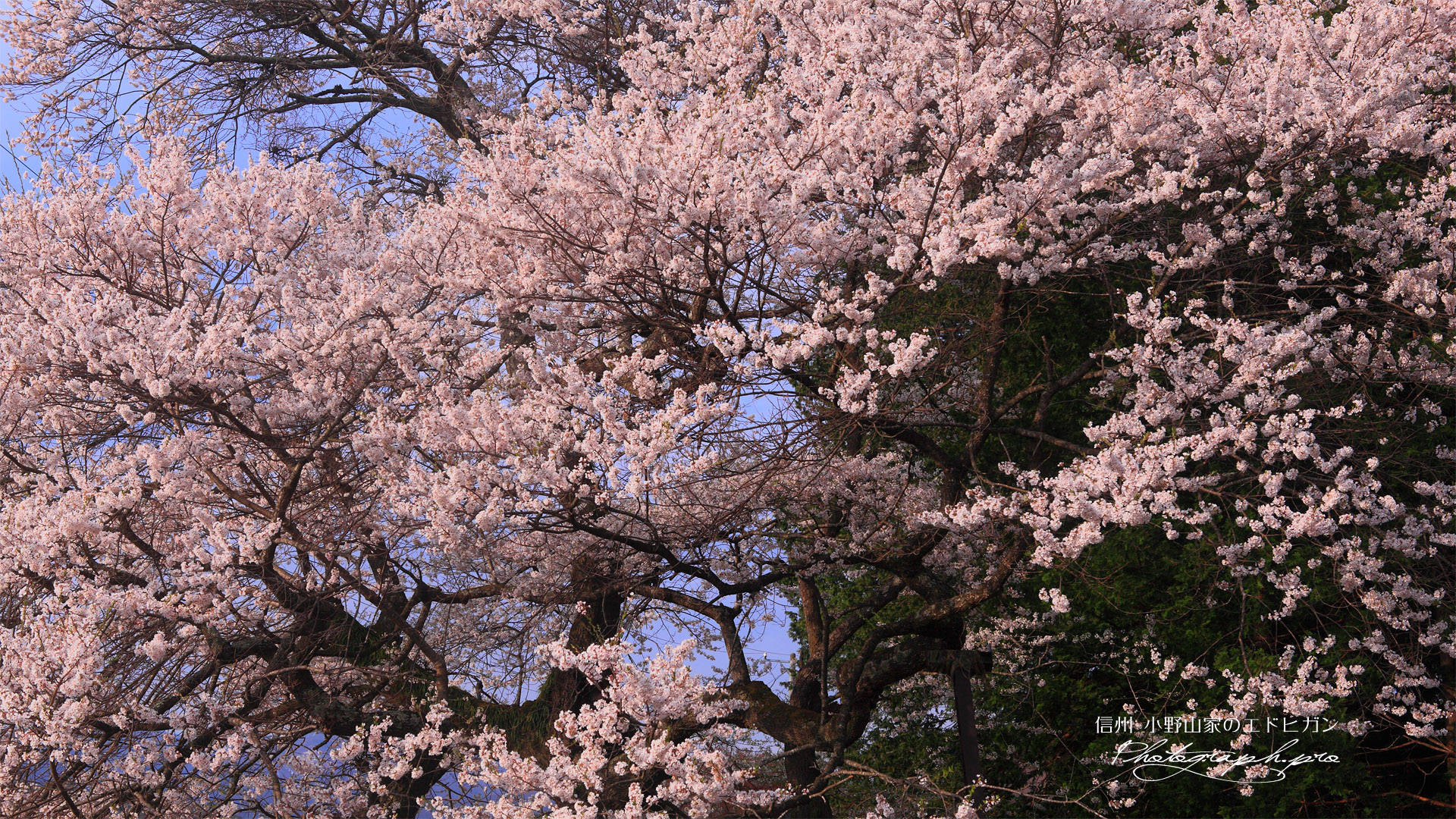 小野山家のエドヒガン