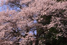 小野山家のエドヒガン